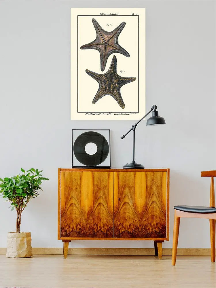 Sea Shell Xii Wall Art -Denis Diderot Designs - HONORABLE VETERANS SOLUTIONS