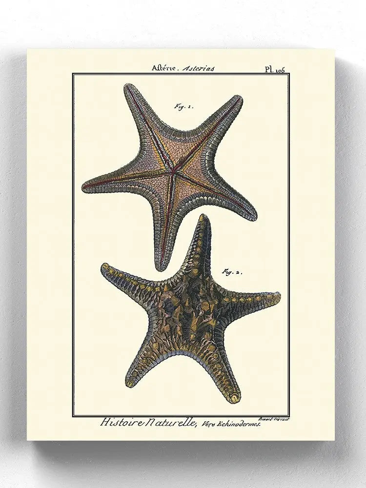 Sea Shell Xii Wall Art -Denis Diderot Designs - HONORABLE VETERANS SOLUTIONS