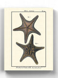 Sea Shell Xii Wall Art -Denis Diderot Designs - HONORABLE VETERANS SOLUTIONS