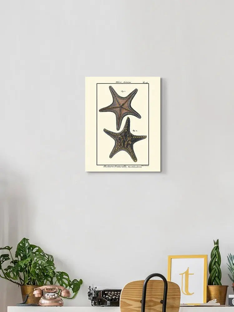 Sea Shell Xii Wall Art -Denis Diderot Designs - HONORABLE VETERANS SOLUTIONS