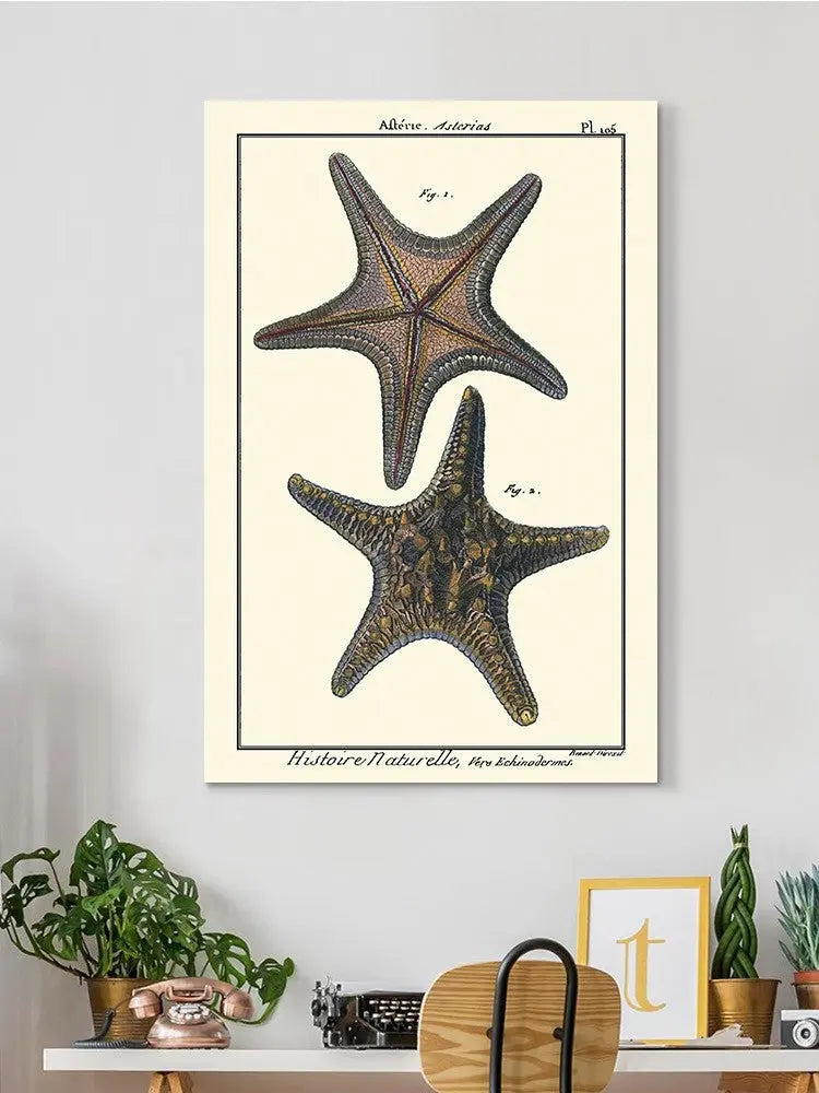 Sea Shell Xii Wall Art -Denis Diderot Designs - HONORABLE VETERANS SOLUTIONS