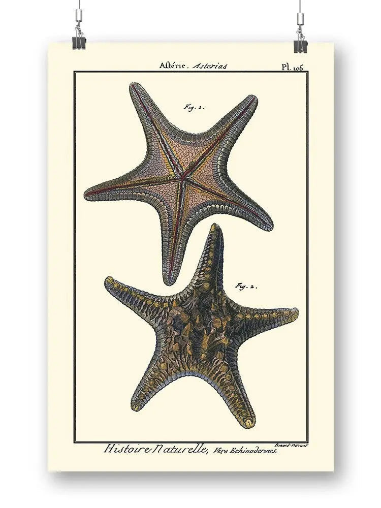 Sea Shell Xii Wall Art -Denis Diderot Designs - HONORABLE VETERANS SOLUTIONS