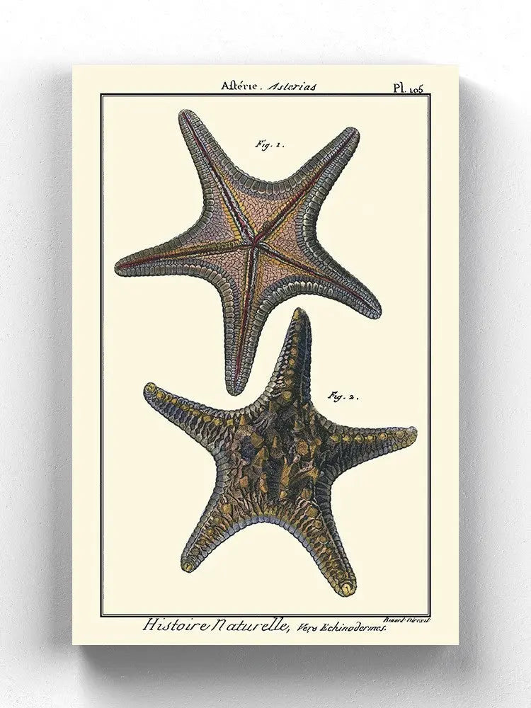 Sea Shell Xii Wall Art -Denis Diderot Designs - HONORABLE VETERANS SOLUTIONS